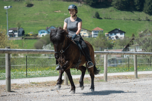 Tölt- und Gangartenunterricht / Fortgeschrittene Reiter