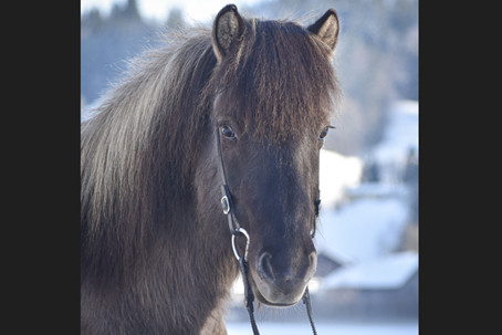 Schulpferd 