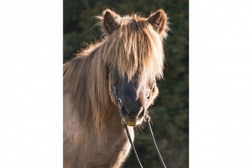 Schulpferd 