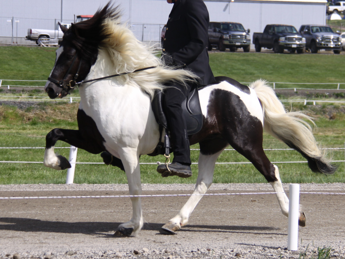 Stefnir Turnier Island Stefnir Turnier Island